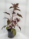 Hibiskus bagienny, bylinowy, błotny czerwony HOLY GRAIL - sadzonka