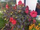 Hibiskus bagienny, bylinowy, błotny czerwony HOLY GRAIL - sadzonka