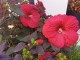Hibiskus bagienny, bylinowy, błotny czerwony HOLY GRAIL - sadzonka