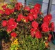 Hibiskus bagienny, bylinowy, błotny czerwony HOLY GRAIL - sadzonka