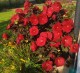 Hibiskus bagienny, bylinowy, błotny czerwony HOLY GRAIL - sadzonka