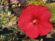 Hibiskus bagienny, bylinowy, błotny czerwony HOLY GRAIL - sadzonka