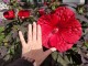 Hibiskus bagienny, bylinowy, błotny czerwony HOLY GRAIL - sadzonka