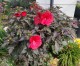 Hibiskus bagienny, bylinowy, błotny czerwony HOLY GRAIL - sadzonka