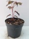Hibiskus bagienny, bylinowy, błotny czerwony HOLY GRAIL - sadzonka