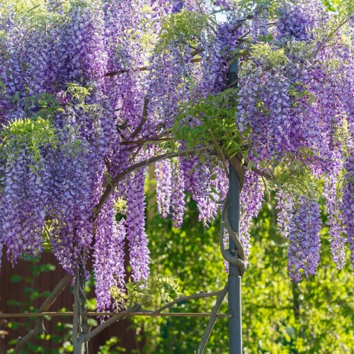 Wisteria PROLIFIC, glicynia chińska, fioletowa, sadzonki