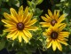 Rudbekia wieloletnia rudbeckia Sunbeckia MAYA