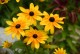 Rudbekia wieloletnia rudbeckia Sunbeckia MAYA