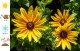 Rudbekia wieloletnia rudbeckia Sunbeckia MAYA