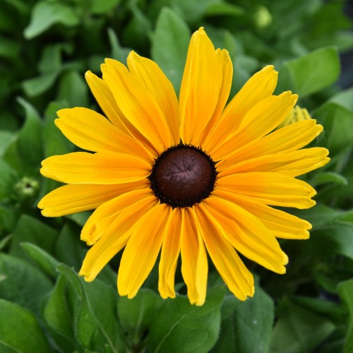 Rudbekia wieloletnia rudbeckia Sunbeckia MAYA