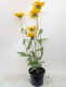 Rudbekia wieloletnia rudbeckia Sunbeckia MAYA