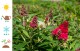 Budleja miniaturowa Butterfly Candy Little RUBY - sadzonka 1,5 l