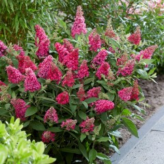 Budleja miniaturowa, czerwona, karłowa Butterfly Candy Little RUBY