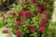 Budleja miniaturowa Butterfly Candy Little RUBY - sadzonka 1,5 l