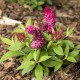 Budleja miniaturowa Butterfly Candy Little RUBY - sadzonka 1,5 l