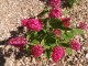 Budleja miniaturowa Butterfly Candy Little RUBY - sadzonka 1,5 l