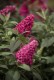 Budleja miniaturowa Butterfly Candy Little RUBY - sadzonka 1,5 l