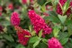 Budleja miniaturowa Butterfly Candy Little RUBY - sadzonka 1,5 l