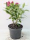 Budleja miniaturowa Butterfly Candy Little RUBY - sadzonka 1,5 l