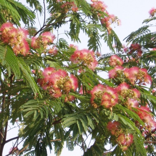 Albicja jedwabista (jedwabne drzewko) - sadzonka 2 l