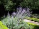 Perowskia łobodolistna LITTLE SPIRE - lawendowa