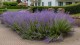 Perowskia łobodolistna LITTLE SPIRE - lawendowa