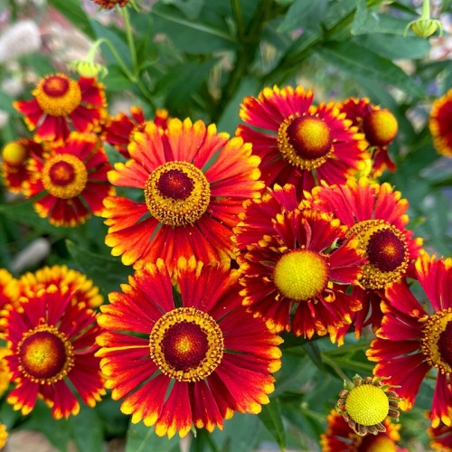 Dzielżan FUEGO jesienny - pomarańczowo-czerwony