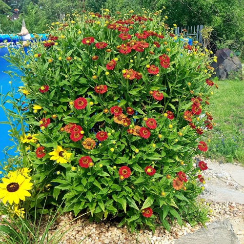 Dzielżan jesienny SIESTA - byliny długo kwitnące latem i jesienią