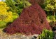 Klon palmowy DISSECTUM GARNET czerwony, bordowy, miniaturowy, karłowy