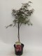 Klon palmowy DISSECTUM GARNET czerwony, bordowy, miniaturowy, karłowy