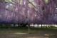 Wisteria fioletowa, glicynia kwiecista, japońska, floribunda MULTIJUGA