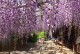 Wisteria fioletowa, glicynia kwiecista, japońska, floribunda MULTIJUGA