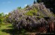 Wisteria fioletowa, glicynia kwiecista, japońska, floribunda MULTIJUGA