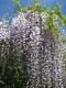 Wisteria fioletowa, glicynia kwiecista, japońska, floribunda MULTIJUGA