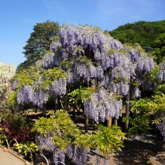 Wisteria fioletowa, glicynia kwiecista, japońska, floribunda MULTIJUGA