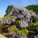 Wisteria fioletowa, glicynia kwiecista, japońska, floribunda MULTIJUGA