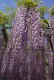 Wisteria fioletowa, glicynia kwiecista, japońska, floribunda MULTIJUGA
