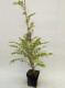 Wisteria fioletowa, glicynia kwiecista, japońska, floribunda MULTIJUGA