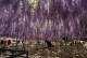 Wisteria fioletowa, glicynia kwiecista, japońska, floribunda MULTIJUGA