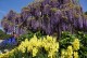 Wisteria fioletowa, glicynia kwiecista, japońska, floribunda MULTIJUGA