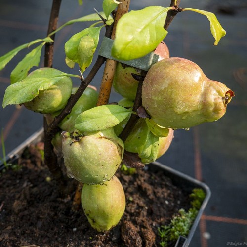 Pigwowiec japoński Sargentii - duże owoce