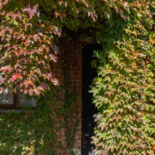 Winobluszcz trójklapowy VEITCHII - sadzonki