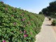 Róża pomarszczona, jadalna, pachnąca RUGOSA