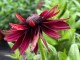 Rudbekia wieloletnia rudbeckia Flamenco TRUE RED