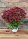 Rudbekia wieloletnia rudbeckia Flamenco TRUE RED