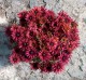 Rudbekia wieloletnia rudbeckia Flamenco TRUE RED
