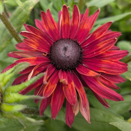 Rudbekia wieloletnia rudbeckia Flamenco TRUE RED