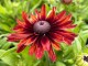 Rudbekia wieloletnia rudbeckia Flamenco TRUE RED