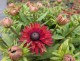 Rudbekia wieloletnia rudbeckia Flamenco TRUE RED