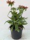 Rudbekia wieloletnia rudbeckia Flamenco TRUE RED
